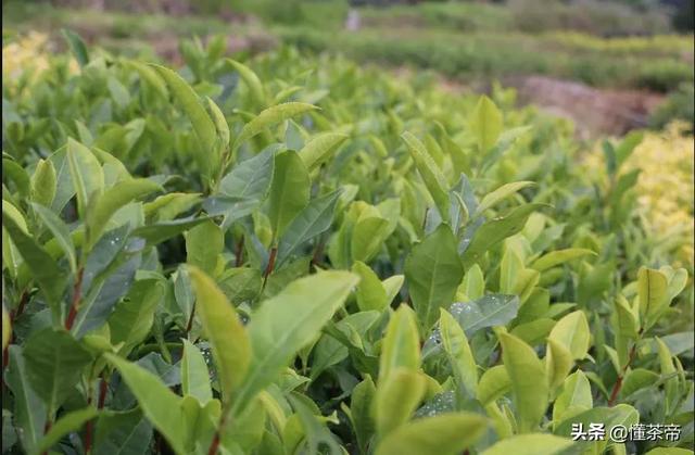 太姥山的资料，太姥山是哪里的（你知道白茶都是什么树种做的吗）
