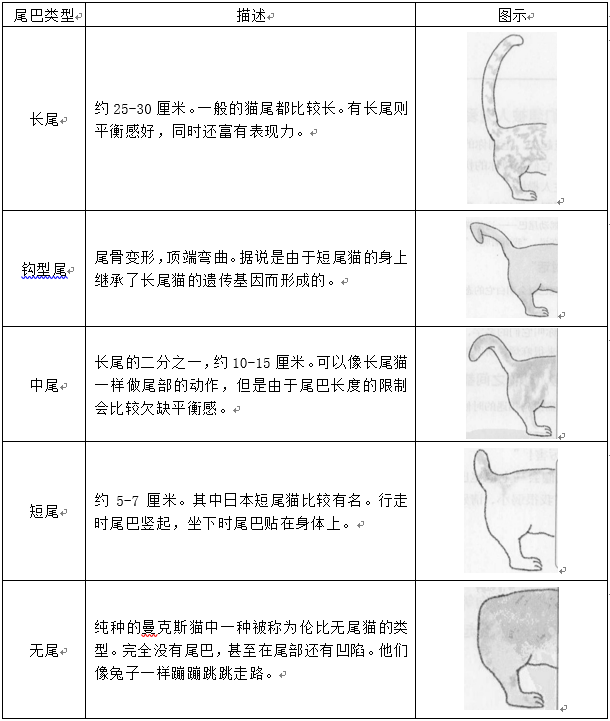扯猫尾是什么意思，扯猫尾巴上炕什么意思（一次说透彻猫尾的那些事儿）