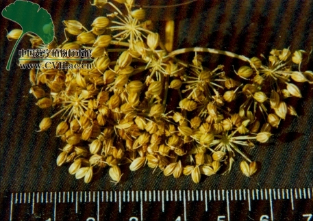 本草图经作者是谁，《本草图经》的作者（芎藭 蘼蕪 藁本）