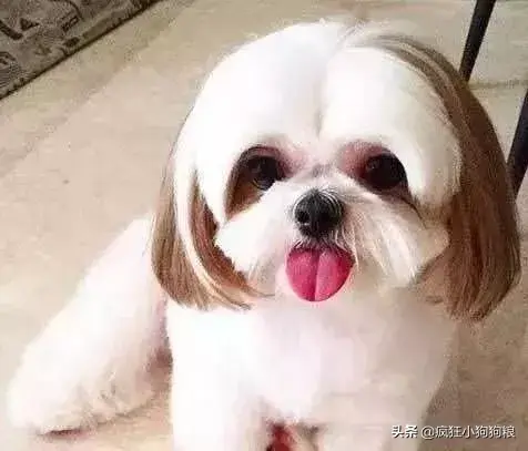 哈士奇智商排名，哈士奇智商在狗界排名多少位（前十和倒数前十）