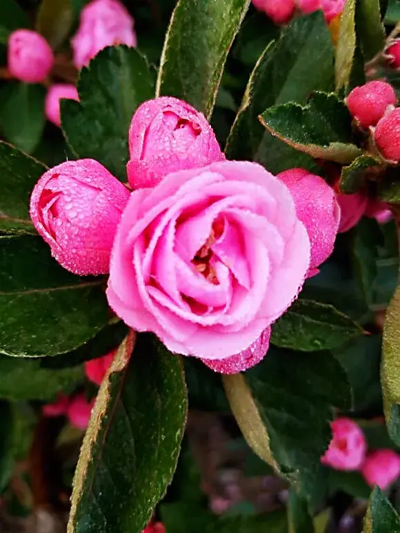 白兰地海棠的养殖方法，白兰地海棠～一种让人惊艳的海棠花