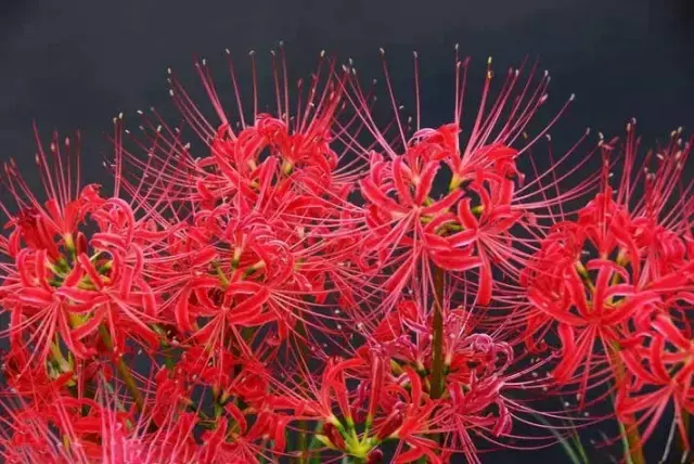 彼岸花，微信头像，彼岸花（48张彼岸花图，真是美极了）
