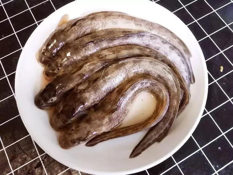 海鲶鱼