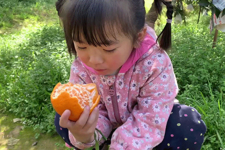 耙耙柑什么人不能吃，耙耙柑不能吃吗（好吃还不上火）