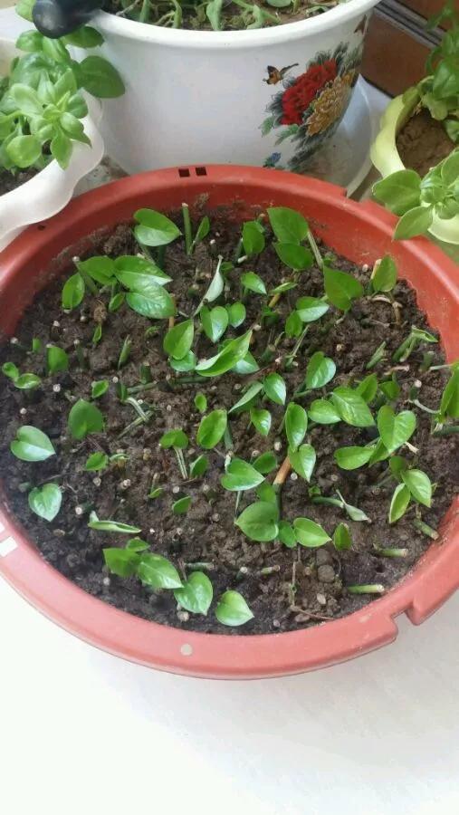 绿萝怎么养才能更旺盛，绿萝怎么养才能更旺盛用什么肥料