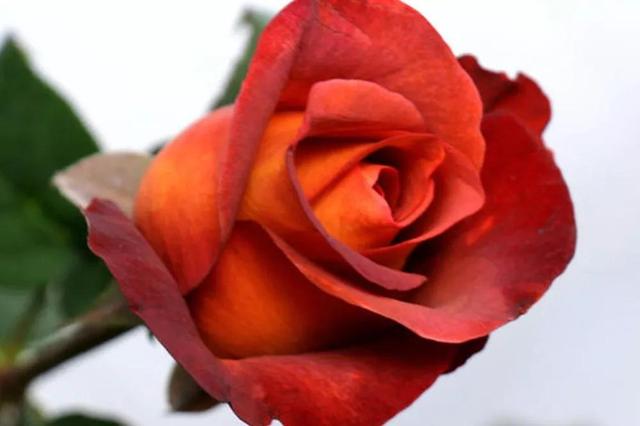 各种玫瑰花的含义，各色的玫瑰花有什么含意（一篇文章认全花店必备80种玫瑰花）