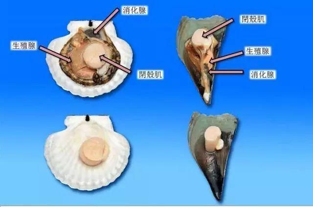 带子和扇贝的区别，带子和扇贝有什么区别（可你知道它前世今生的冷知识吗）