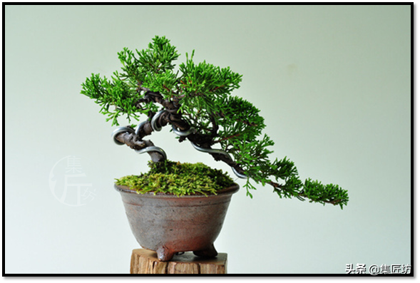 真柏盆景制作与欣赏(真柏盆景造型图片)-娱宸网