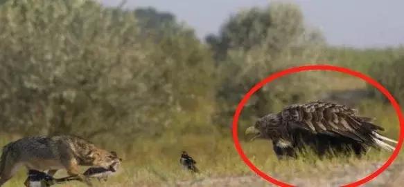 狼的天敌是什么动物 狼害怕什么动物,狼的天敌是什么动物(狼表示:真的惹不起) 狼的天敌是什么动物 狼害怕什么动物,狼的天敌是什么动物(狼表示:真的惹不起)