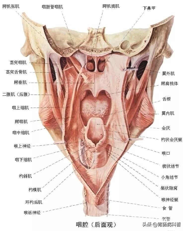 人的肠道有多少米，肠道大概多少米（消化系统解剖图谱+详解）