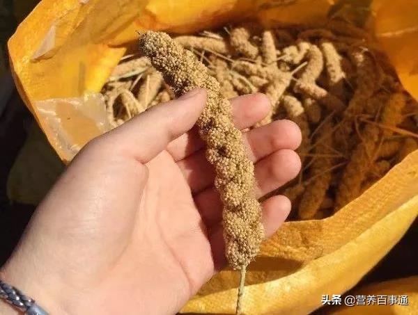 小米锅巴怎么做，怎样做香酥可口的小米锅巴（小米锅巴速成记，低卡路里版哟）