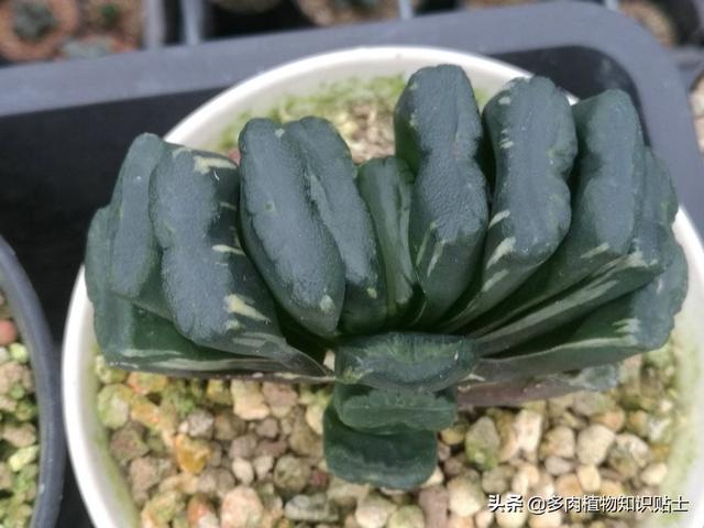 多肉玉扇最大能长多大，多肉玉扇好养吗（养了多肉植物五年）