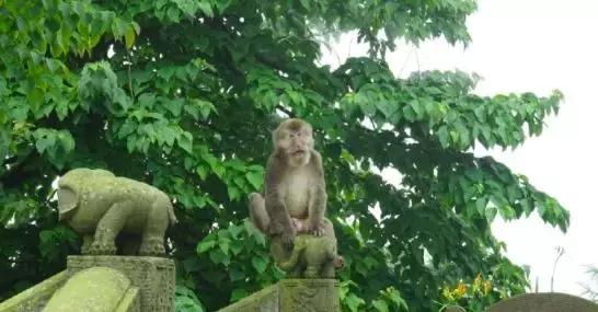 峨眉山海拔多少米，四姑娘山海拔多少米（游峨眉山4大误区，你中了几个）