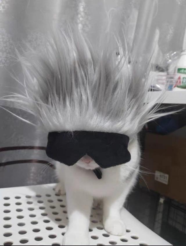 五条悟头像高清帅气，五条悟头像微信（那就找只猫扮成他）