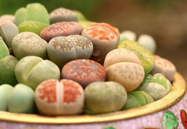 观音莲的花语，观音菩萨与莲花的寓意（守护你的小幸福）