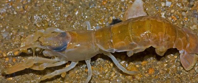 蝼蛄的功效与作用，蝼蛄虾多少钱一斤（中药材蝼蛄虾）