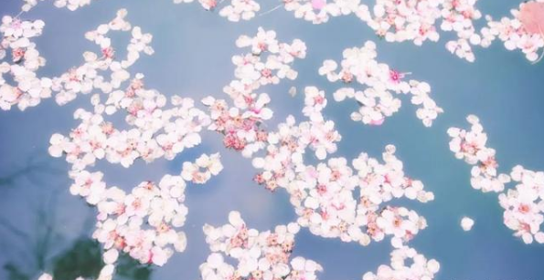 经典散文诗歌，经典散文诗歌朗诵大全小学生（六首催泪诗词：物是人非事事休）