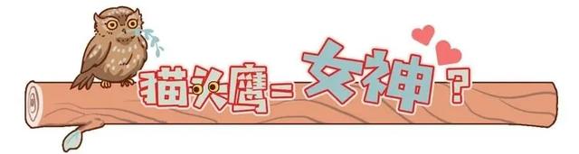 养雪鸮犯法吗，宠物雪貂多少钱一只（猫头鹰的构造原来这么奇葩）