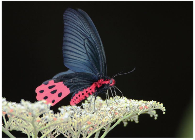 蝴蝶生活习性，蝴蝶王国（蝴蝶的生活环境和特点）