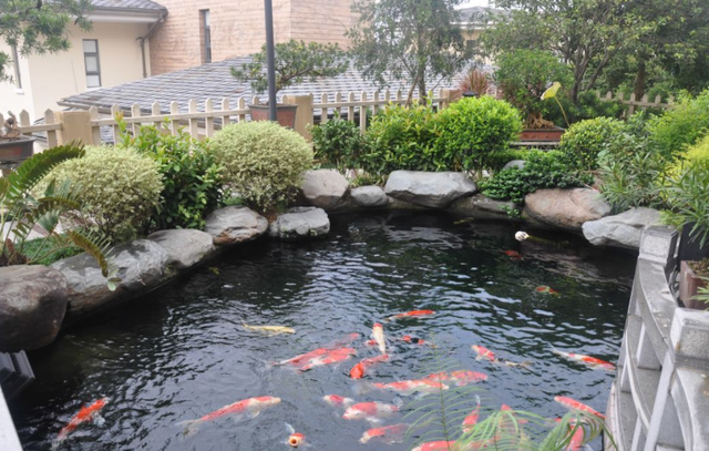 庭院鱼池风水讲究与禁忌，庭院做鱼池也是有讲究的