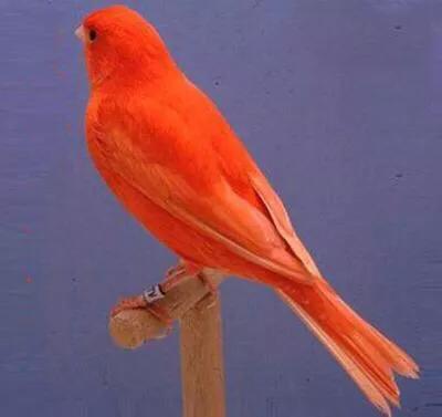 玉鸟吃什么饲料好，玉鸟吃什么饲料好（白玉鸟的饲养方法）