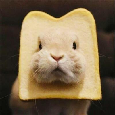 土豆创意取名（独特有趣的宠物名字一点都不大众化-可爱点）