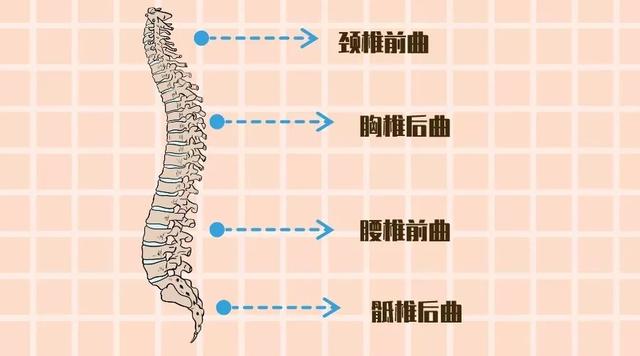 高分子聚合物是指什么，什么是高分子聚合物,有什么特点（羽绒枕、记忆枕、荞麦枕、乳胶枕......都是啥）