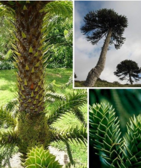 植物活化石有哪些，活化石有哪些（十大动植物活化石）