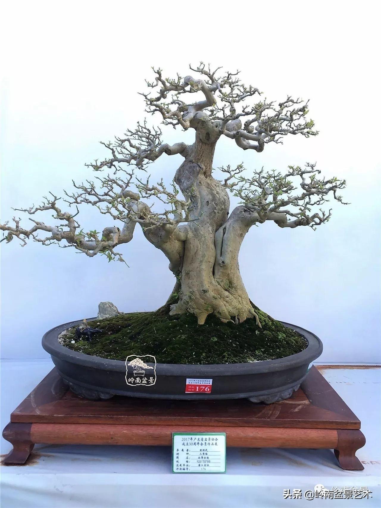 文人式三角梅盆景(我只说一个"服"字!) - 彝家农业网