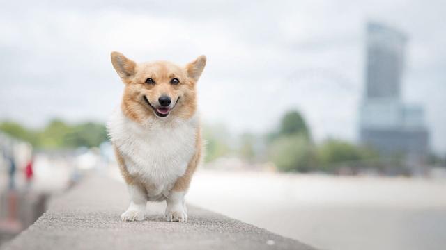 柯基为什么要断尾，柯基犬为什么要断尾（断尾不光影响狗狗平衡感）