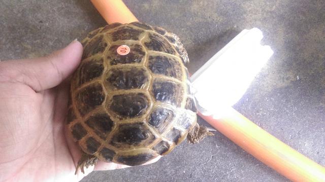 俄罗斯陆龟是什么龟，俄罗斯陆龟是什么龟类（又叫俄罗斯陆龟）