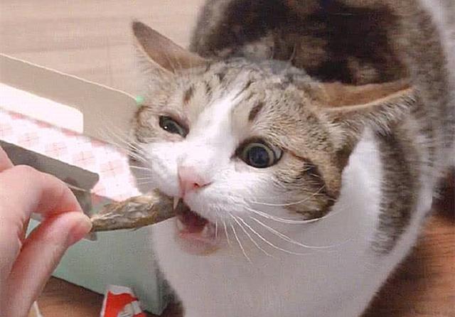 老鼠和猫为什么是天敌，为什么老鼠跟猫是天敌（猫咪不吃老鼠只因生活环境改变了）