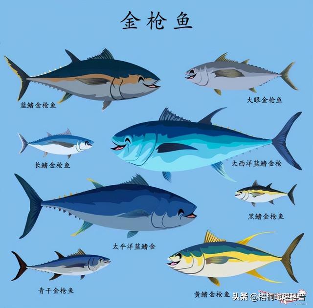 一对游泳的鱼，盘点游速最快的十种鱼（一条水里游泳的鱼）