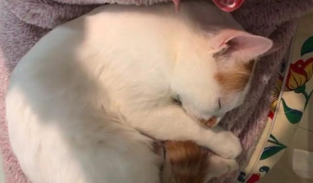 怎么解决猫咪挑食的问题，改善挑食，是一场人猫拉锯战