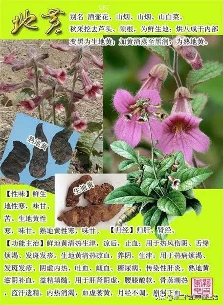 常见中草药图谱，中草药经典图谱（让你知道常用药都长啥样）