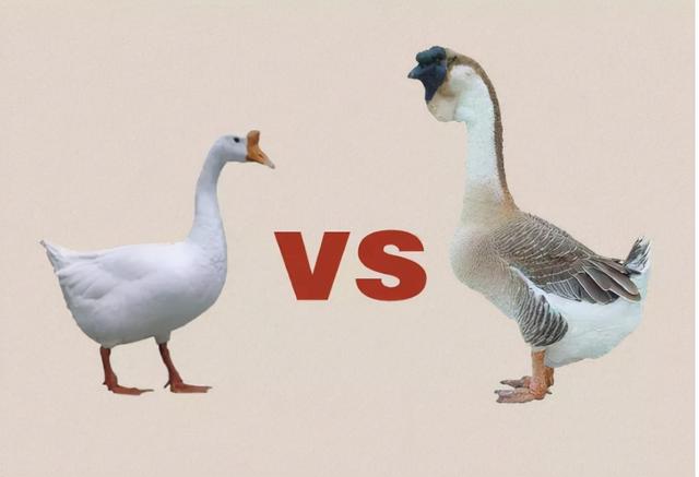 大品种的鹅有几种，大品种的鹅有几种图片（狮头鹅：鹅界“巨型选手”）