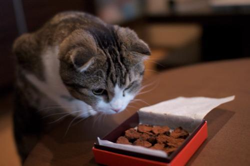 猫可以吃海苔吗，猫咪不能吃哪些食物（别再给猫咪吃这些食物）