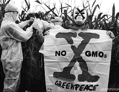 五彩玉米是转基因吗，彩糯玉米是转基因玉米吗（辨别转基因玉米的正确方法）