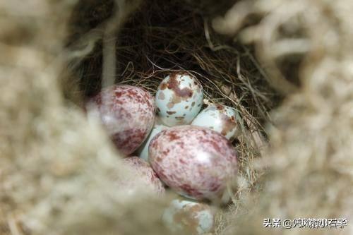 两栖动物的定义，自然界为什么没有三栖动物