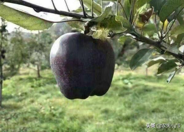 黑钻苹果一亩地产多少斤，黑钻苹果树苗多少钱一颗（如何种植好黑钻苹果）