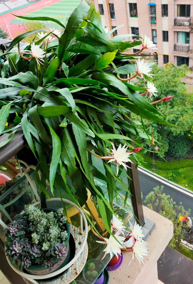 曼陀罗花的传说，曼陀罗花的含义和传说（传说“7种花”）