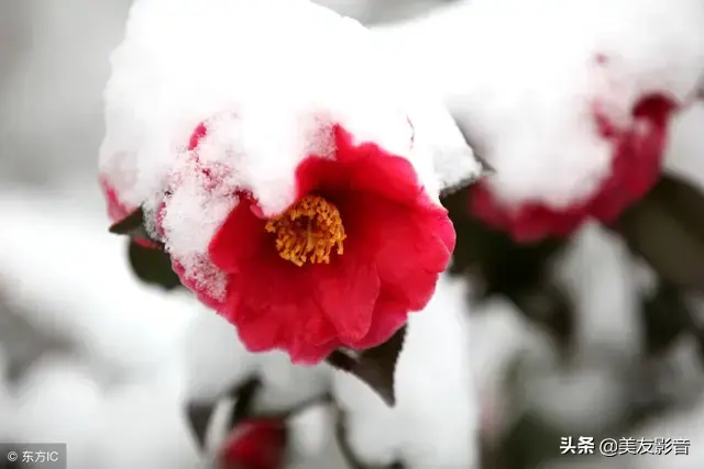 咏梅最著名十首诗，经典咏梅古诗词30首