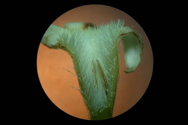 夏日里的江南山野奇花，玉叶金花白纸扇