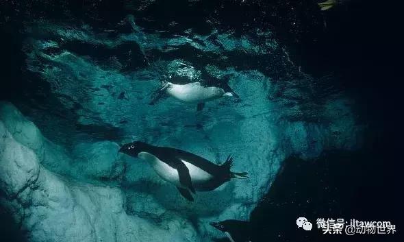 企鹅都有哪几种分别生活在哪里呢，企鹅都有哪些（详解世界上的18种企鹅<一>）