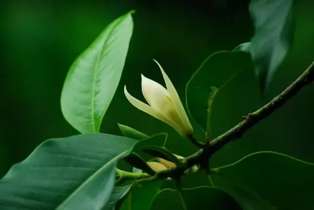 茉莉花的功效，茉莉花的功效与作用泡水喝的功效（因为它气机清灵啊）