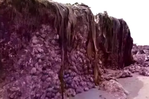 混血极品鲍鱼，纯野生鲍鱼（中国网友：快到盘里来）