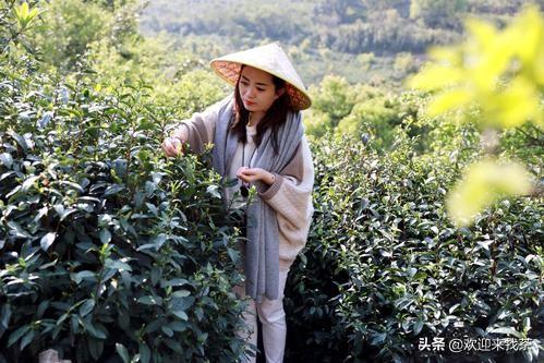 碧螺春是什么茶，百度碧螺春是什么茶（正宗的碧螺春茶是哪里产的）