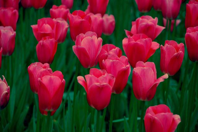 郁金香有毒吗 适合室内养吗，郁金香有毒吗（这3种“毒花”家里不要养）