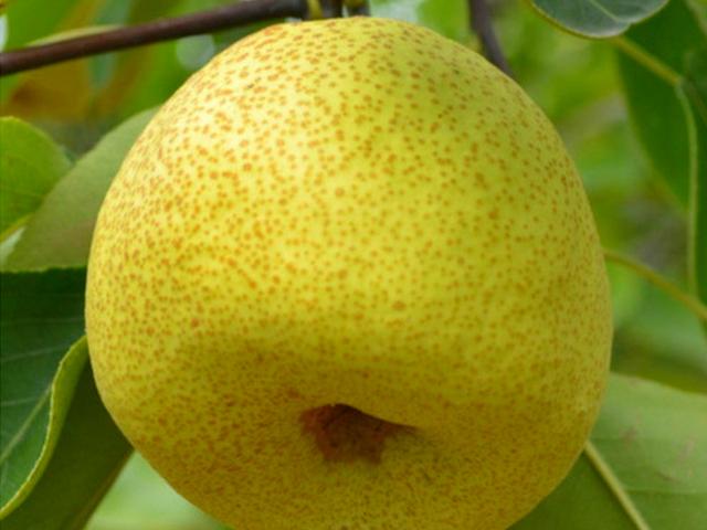 鸭梨是哪里的特产，鸭梨是哪里的特产梨（请认准这8个产地）