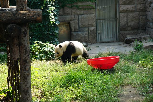 中国最大的动物园，中国动物园排名（中美动物园大PK）